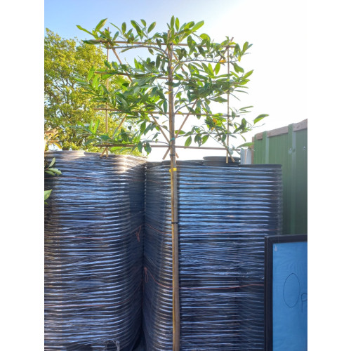 Prunus laur. Novita - Leivorm