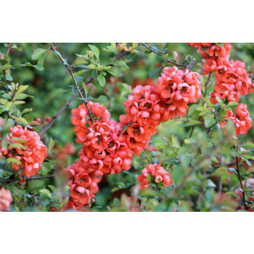 Chaenomeles japonica | Dwergkwee
