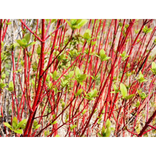Cornus alba - Witte Kornoelje