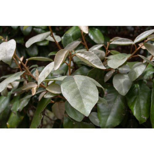 Elaeagnus ebbingei Compacta - Olijfwilg - Eleagnus