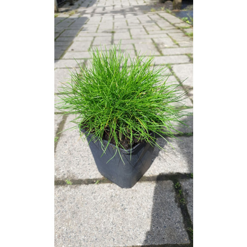 Zwenkgras - Festuca gautieri