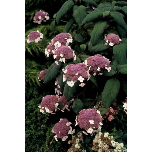 Hydrangea aspera Macrophylla - Fluweelhortensia