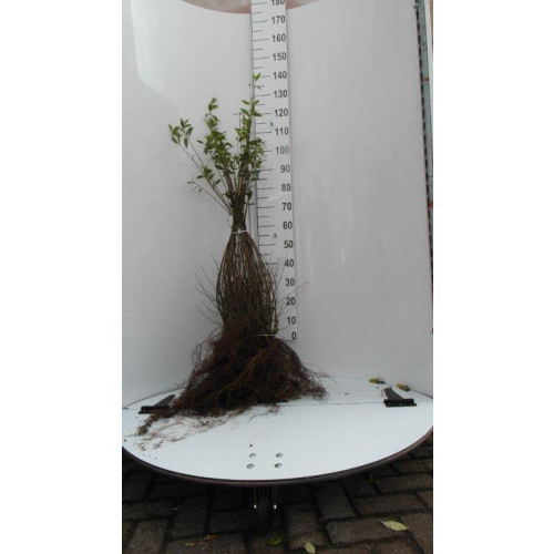 Ligustrum vulgare | Liguster | Kale wortel