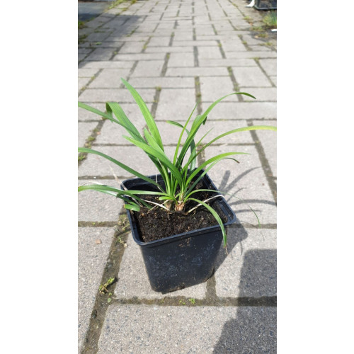 Liriope muscari Ingwersen - Leliegras
