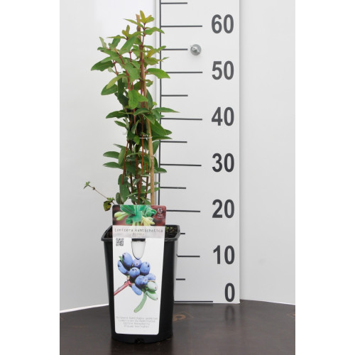 Lonicera c. Borealis - Honingbes