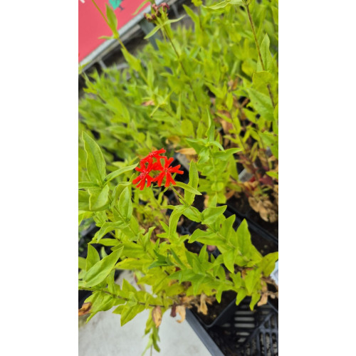 Lychnis chalcedonica - Brandende liefde