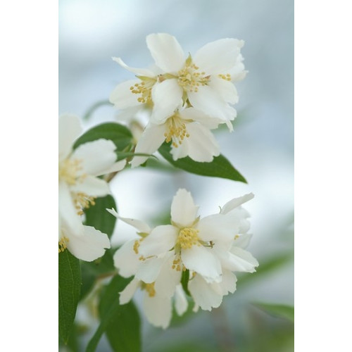 Philadelphus coronarius - Boerenjasmijn