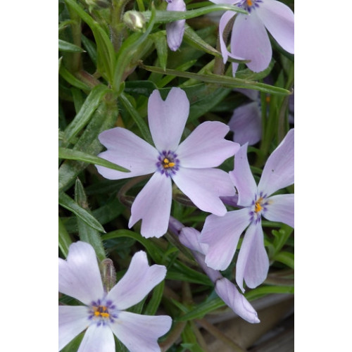Phlox (S) Emerald Cushion Blue - Vlambloem