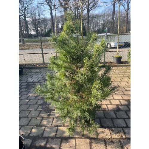 Pinus sylvestris - Grove den