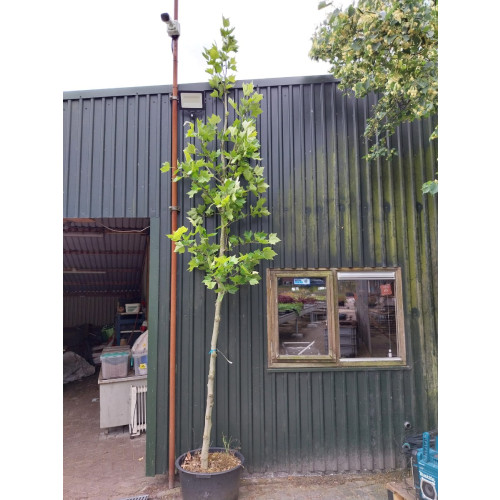 Plataan - Platanus hispanica - boom