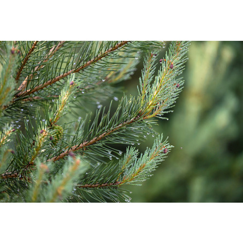 Pseudotsuga menziesii - Douglasspar