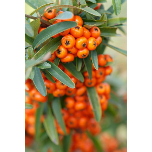 Pyracantha Orange Glow - Rode vuurdoorn