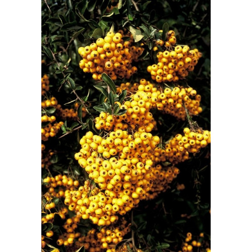 Pyracantha Soleil d'or - Gele Vuurdoorn