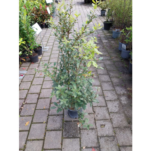 Quercus ilex - Steeneik