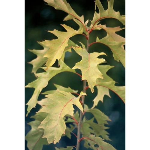 Quercus rubra - Amerikaanse eik - boom