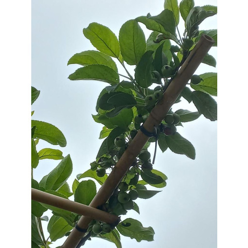 Malus Red Sentinel - Leivorm - boom