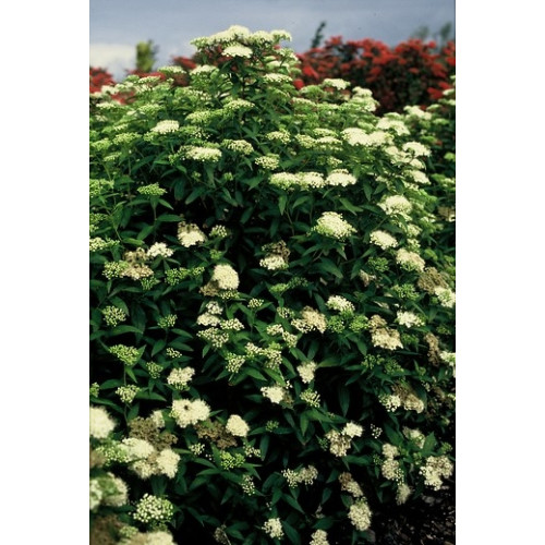 Spiraea japonica Albiflora- Spierstruik - Spirea