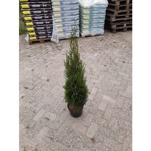 Thuja occidentalis Smaragd