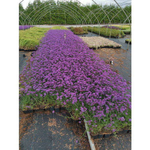 Verbena bonariensis Lollipop - Ijzerhard