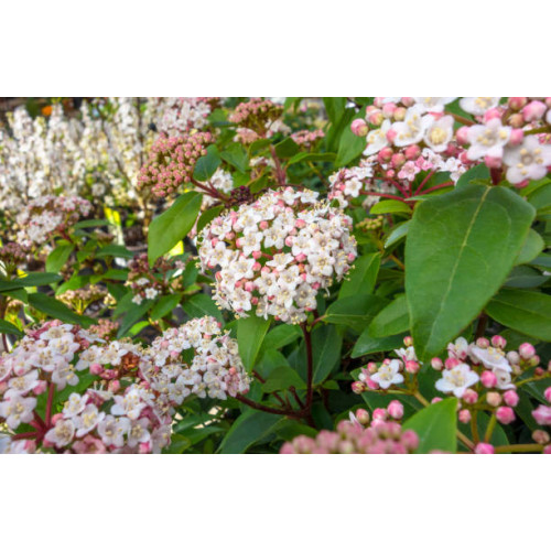 Viburnum tinus Eve Price