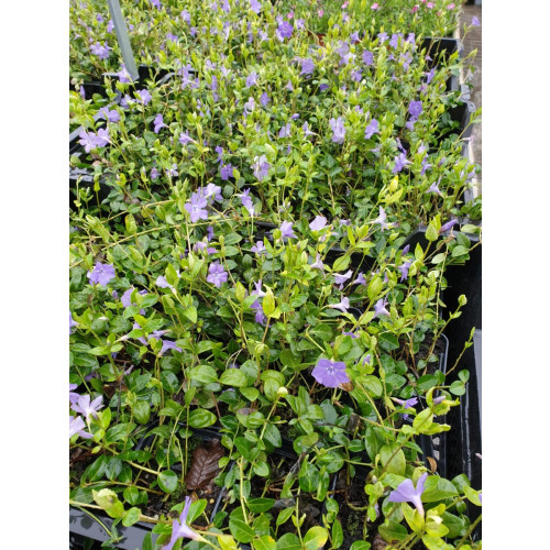 Vinca minor - Maagdenpalm