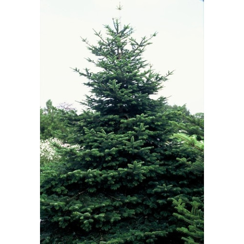 Abies nordmanniana - Nordmann spar