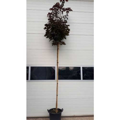 Acer platanoides Crimson Sentry - Rode Bolesdoorn