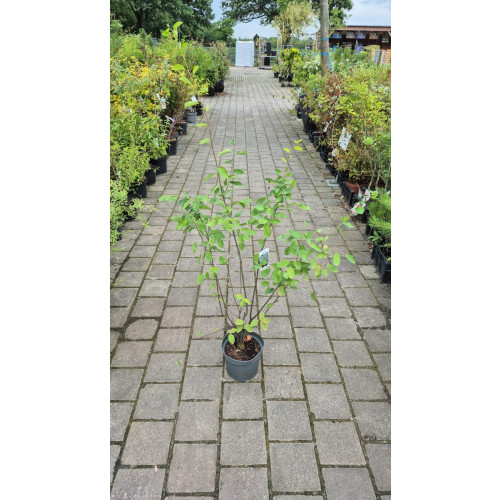 Amelanchier lamarckii - Krent