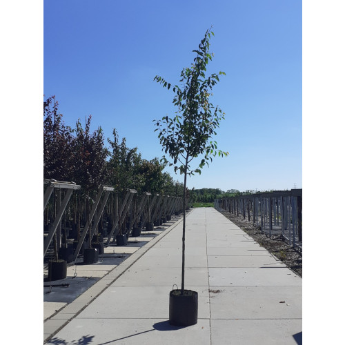 Amelanchier lamarckii - Krentenboom - boom