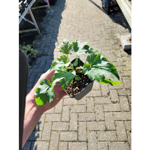 Anemone hyb. Pamina - Herfstanemoon