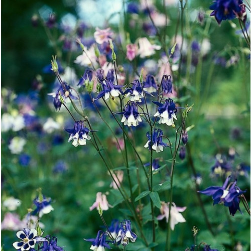 Aquilegia Biedermeier - Akelei