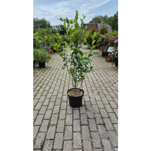 Aronia melanocarpa - Zwarte Appelbes