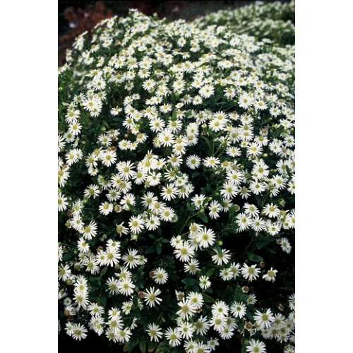Aster ageratoides Ashvi