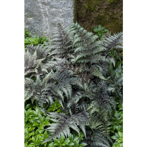 Athyrium niponicum Pewter Lace - Japanse regenboogvaren