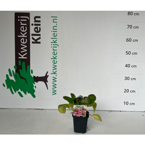 Bergenia Rotblum - Schoenlappersplant