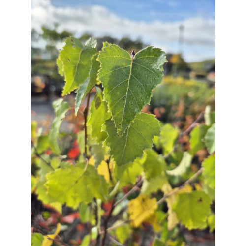 Betula pendula - Ruwe berk 