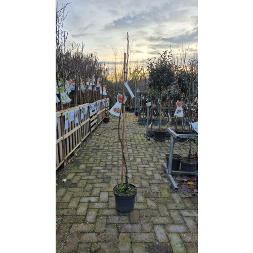 Juglans regia Buccaneer - Walnoot