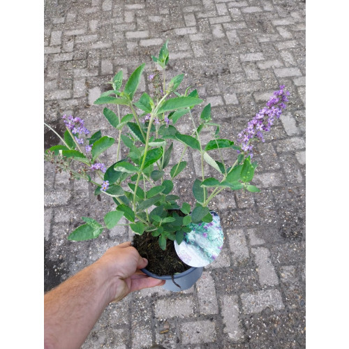 Buddleja davidii Free Petite ® Blue Heaven | Vlinderstruik