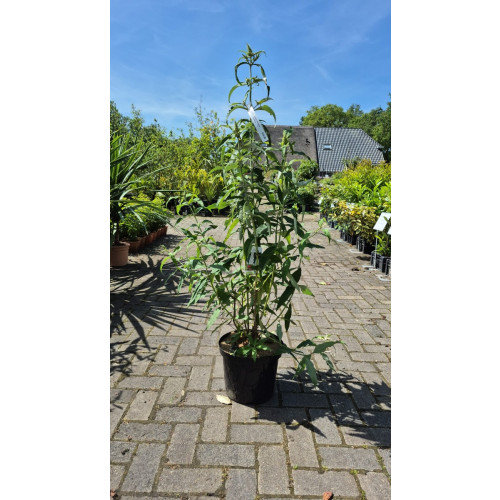 Buddleja davidii White Profusion - Vlinderstruik