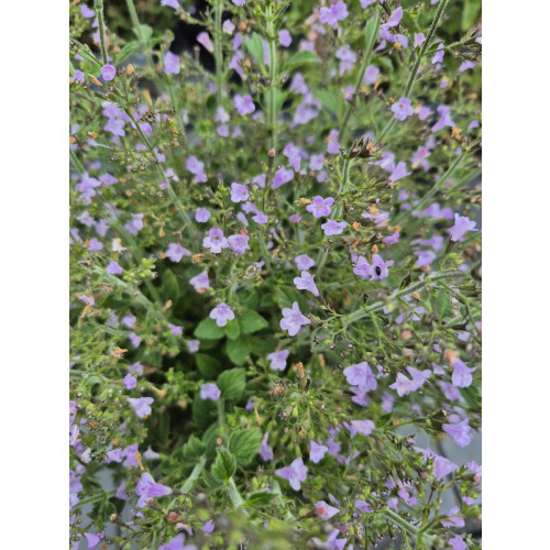 Calamintha n. Blue Cloud - Bergsteentijm
