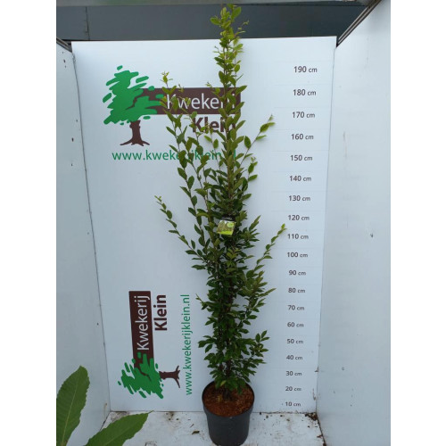 Carpinus betulus Fastigiata - Zuilbeuk
