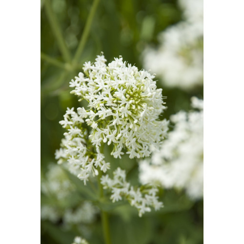 Centranthus ruber Albus - Spoorbloem