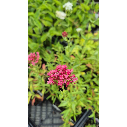 Centranthus ruber Coccineus - Spoorbloem