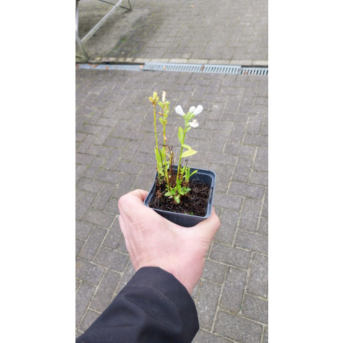 Chelone obliqua Alba - Schildpadbloem