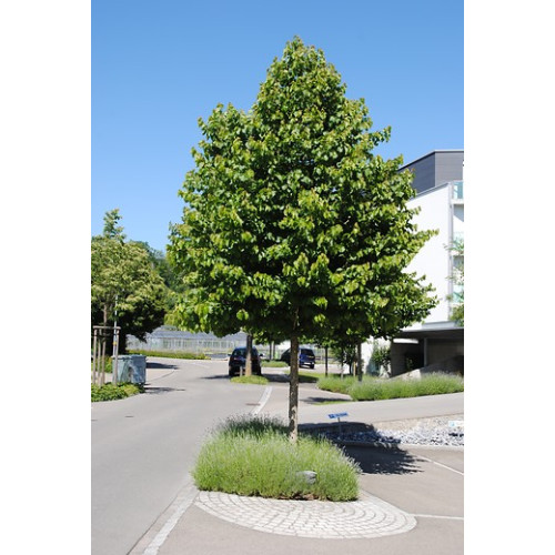 Corylus colurna | Boomhazelaar | Turkse hazelaar
