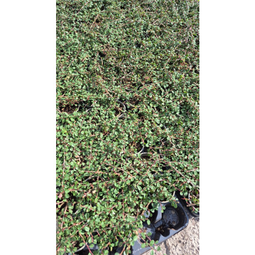 Cotoneaster Frieders Evergreen