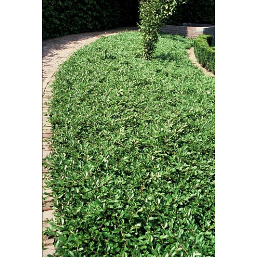 Dwergmispel - Cotoneaster dammeri Major