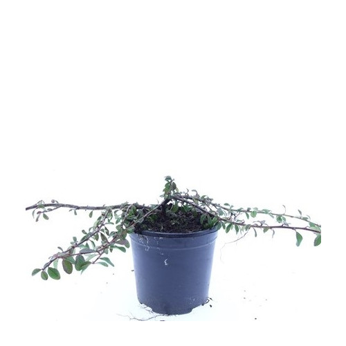 Cotoneaster radicans Rami | Dwergmispel