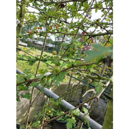 Crataegus monogyna - Eenstijlige Meidoorn - boom
