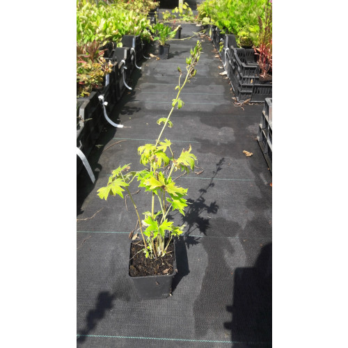 Delphinium Guinevere - Ridderspoor - 